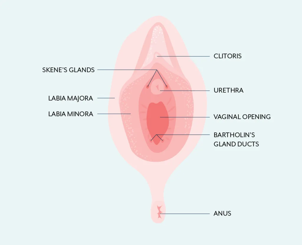 Vestibule Of The Vagina