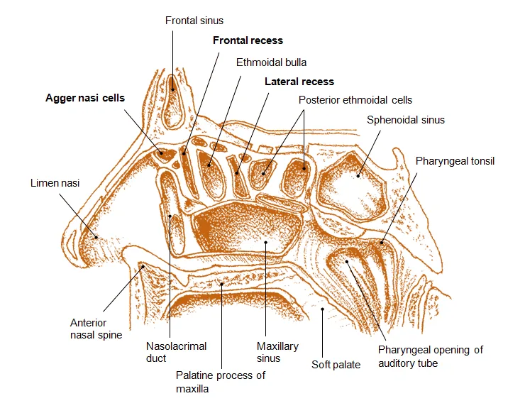 Walls Of The Nasal Cavity Diagram 1