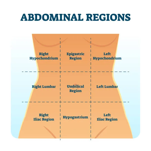 Abdominal Regions
