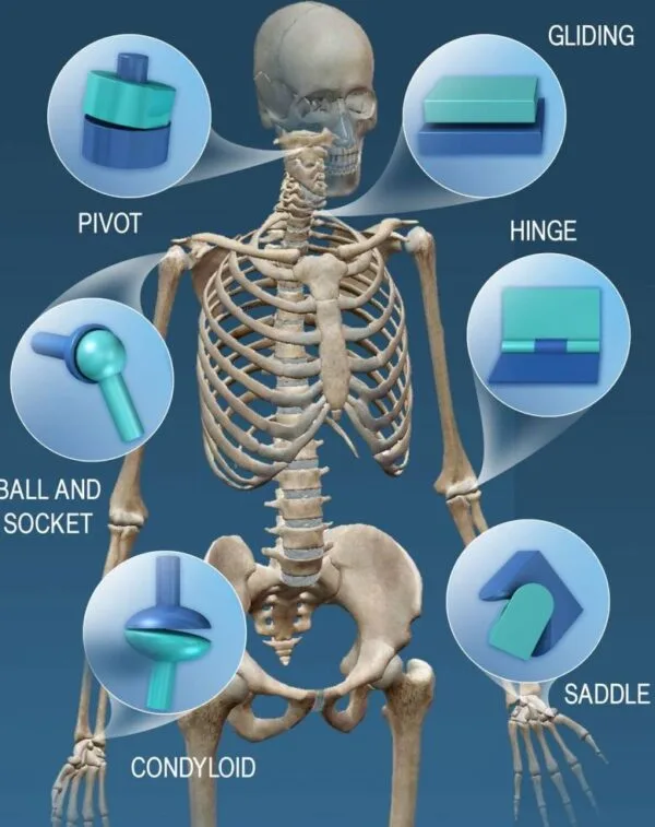 Anatomy Synovial Joints 2 600x757