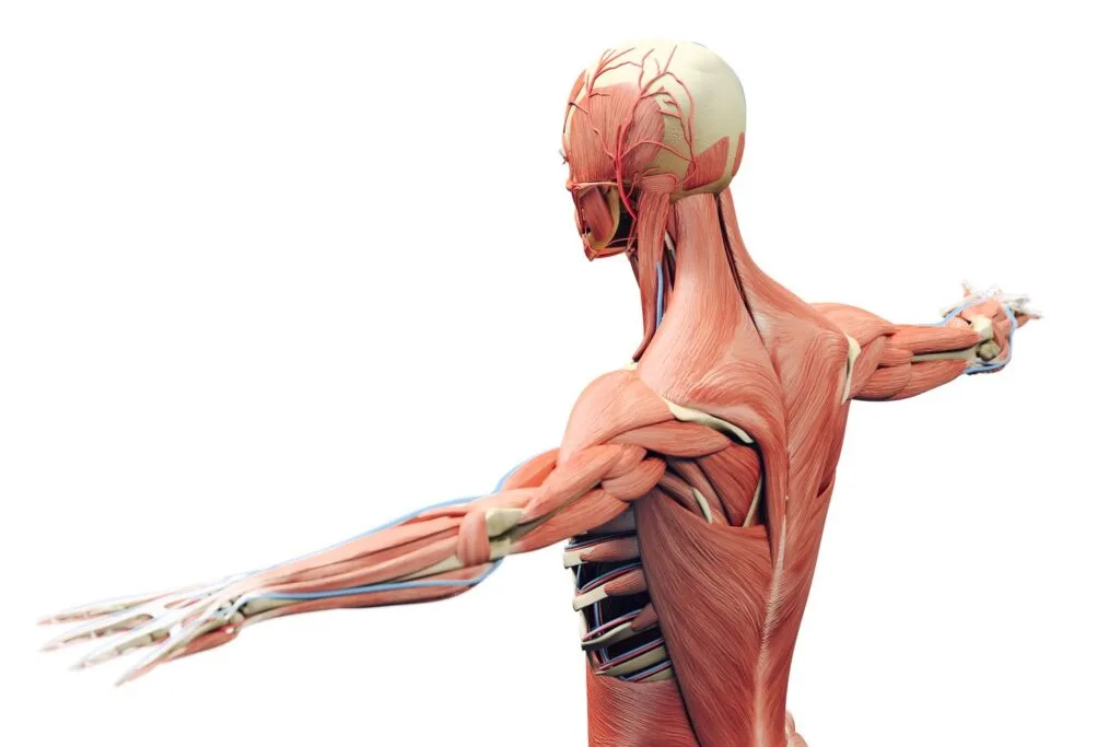 Anatomy And Physiology Of The Musculo Skeletal System 1024x683