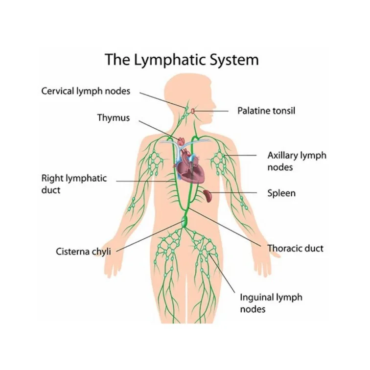 Anatomy And Physiology Of The Lymphatic System