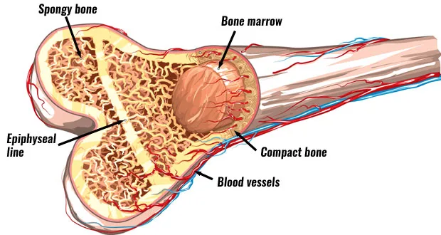 Anatomy Bone Structure