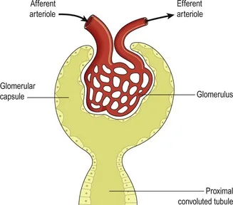 Anatomy Glomerulus