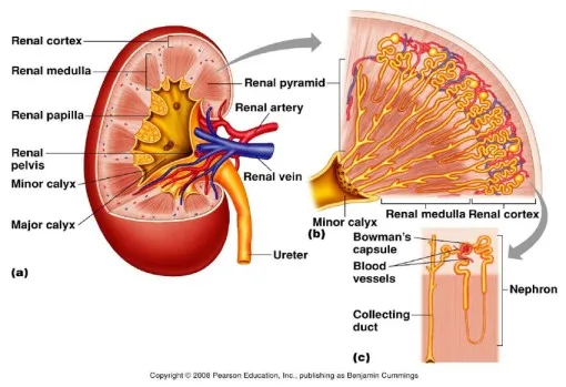 Anatomy Of The Kidney