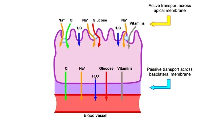 Anatomy Selective Reabsorption