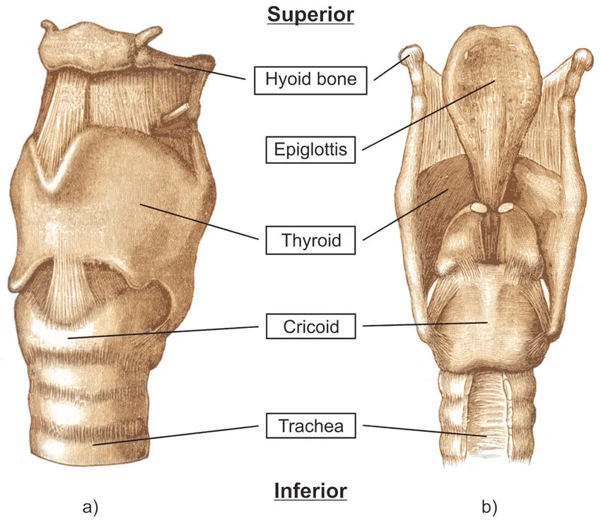 Anterior And Posterior Views Of The Larynx 1 2