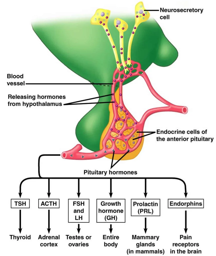 Anterior Pituitary Hormones