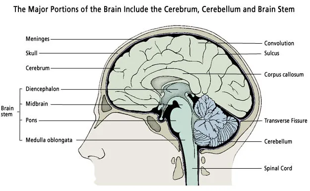 Applied Brain Anatomy
