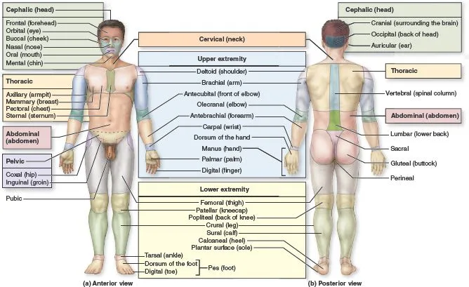 Axial And Appendicular Regions