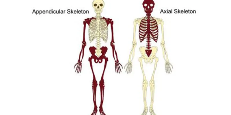 Axial Skeleton Highlighted Or Color Coded Differently From The Appendicular Skeleton