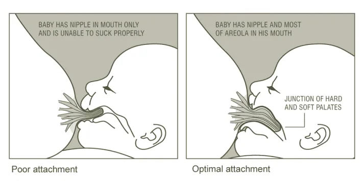 Baby Attaching Breast 1
