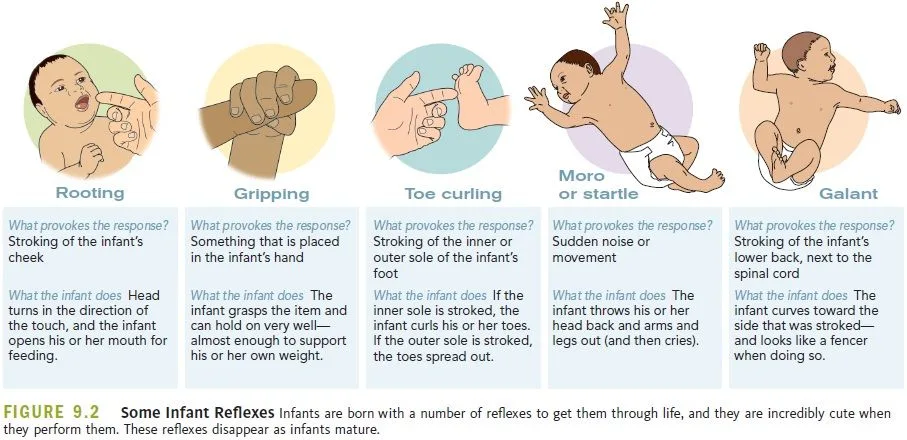 Baby Reflexes