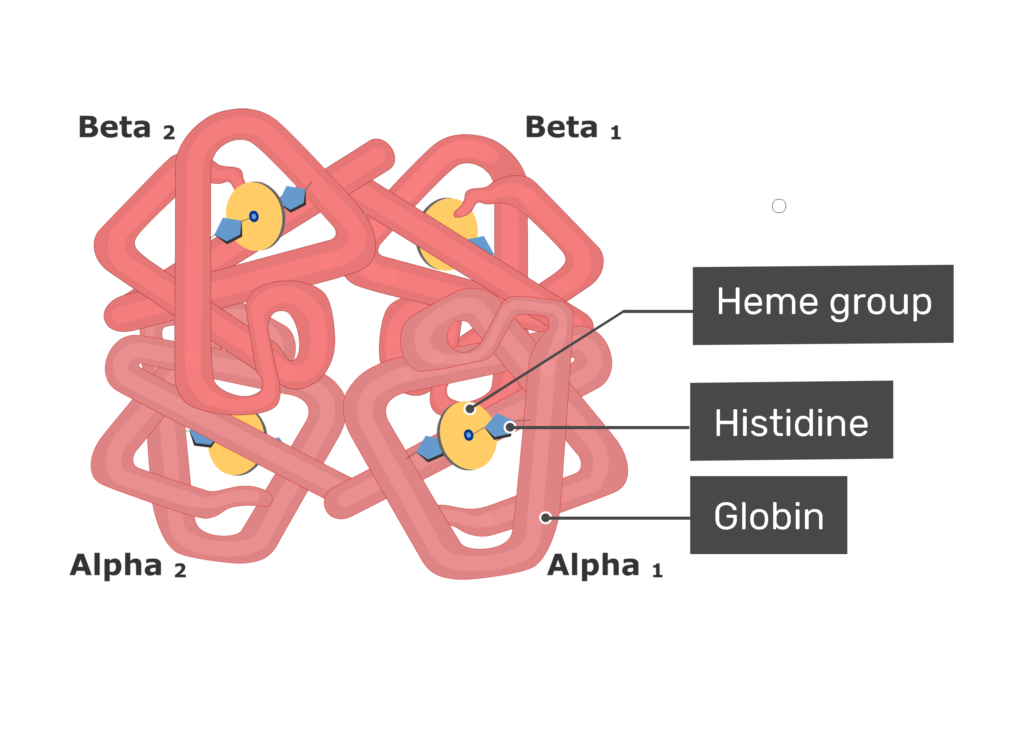 Blood Haemoglobin Molecule