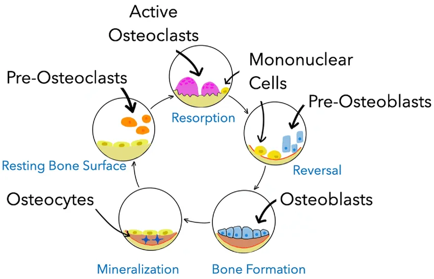 Bone Remodeling Cycle