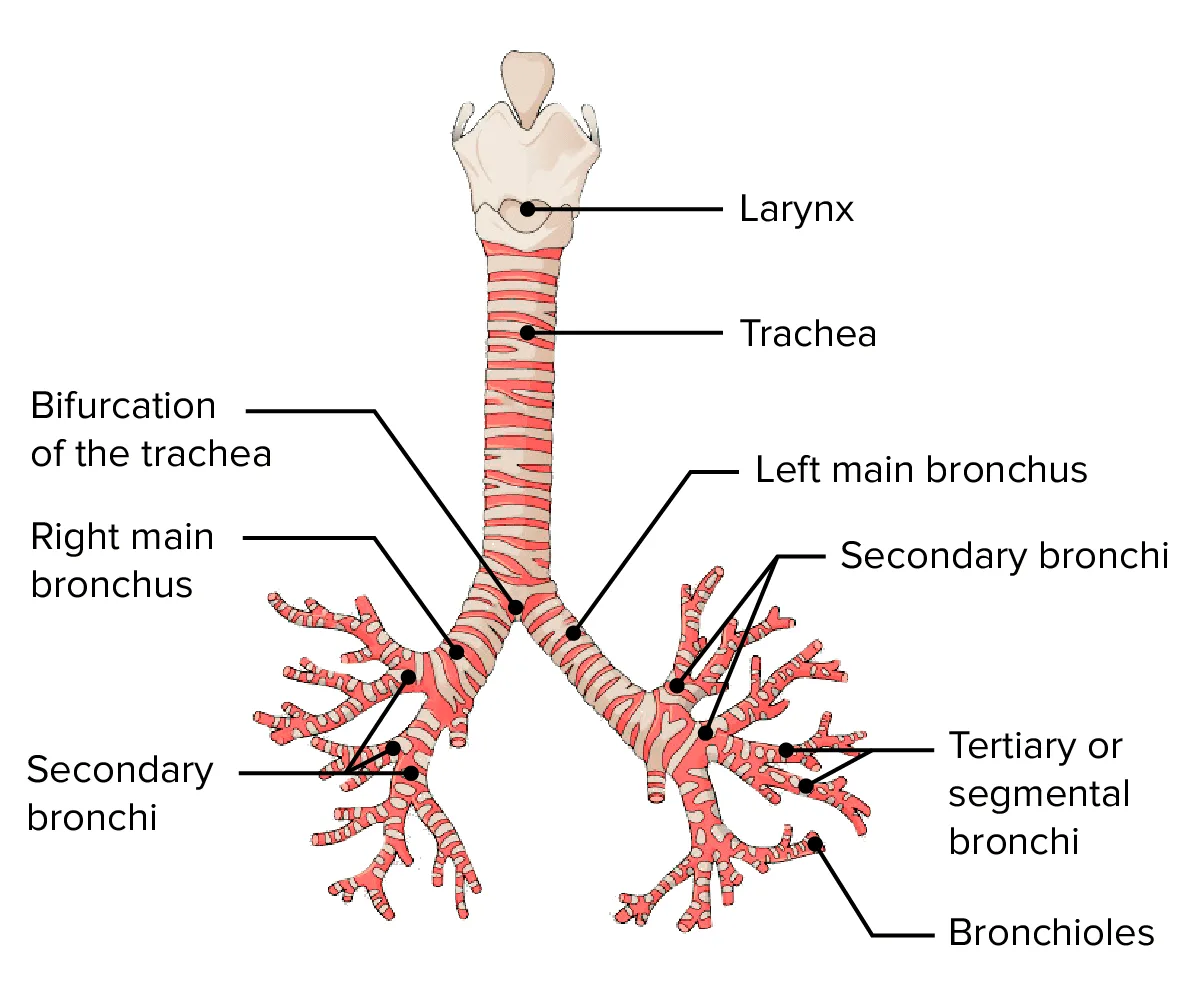Bronchial Tree From The Trachea To The Alveoli 1