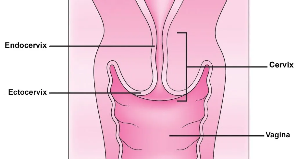 Cervix Anatomy E1705509243811