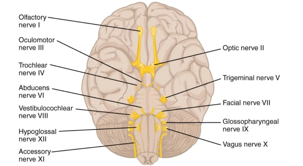 Cranial Nerves