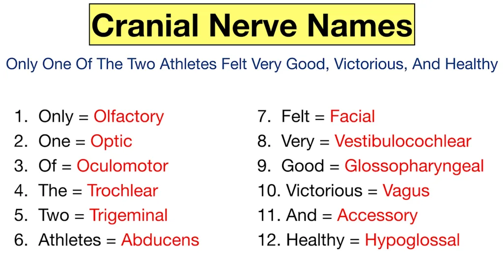 Cranial Nerves Mnemonic