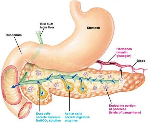 Diabetes Mellitus
