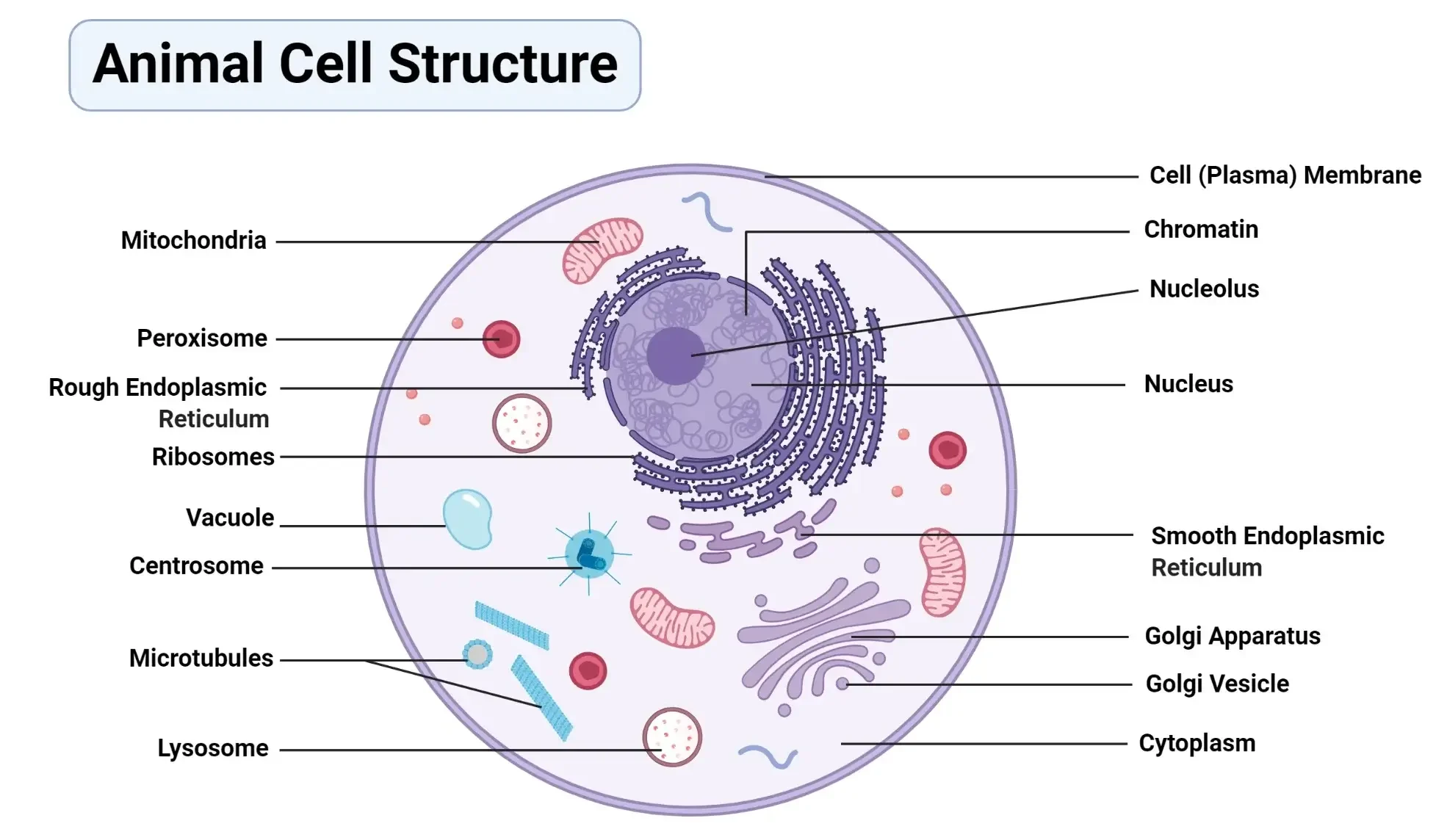 Diagram Of A Typical Animal Human Cell 1 E1747460213382