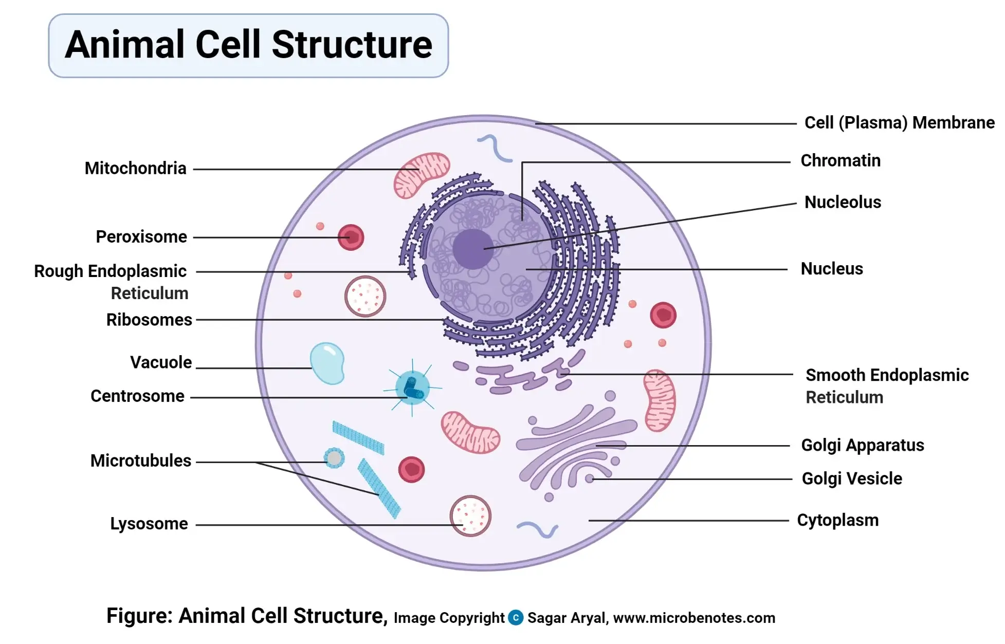 Diagram Of A Typical Animal Human Cell 1