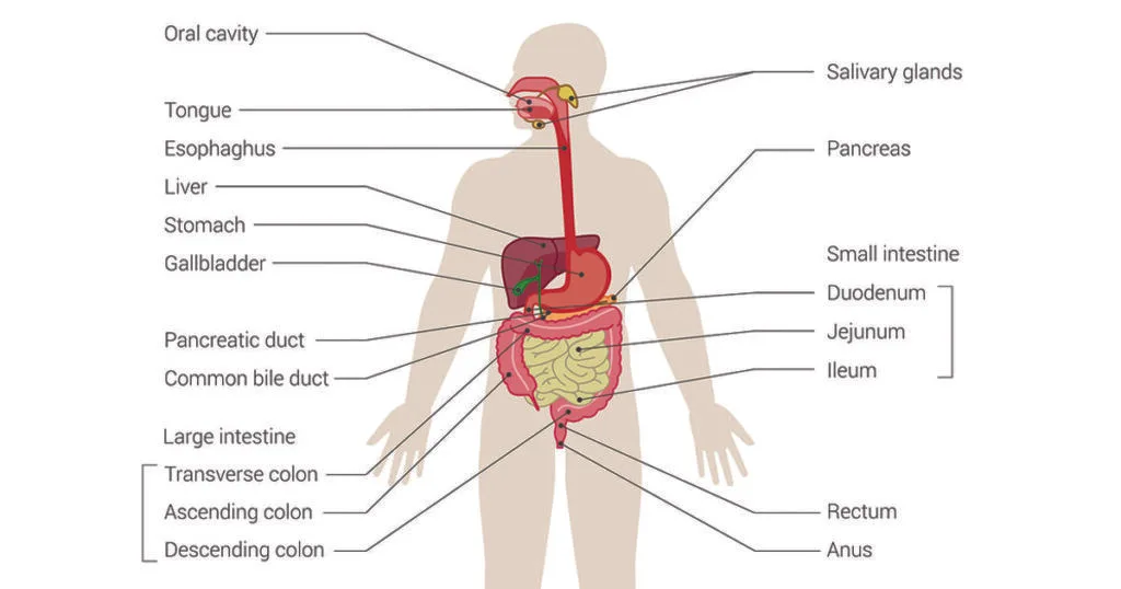 Digestive System C1200x630 1