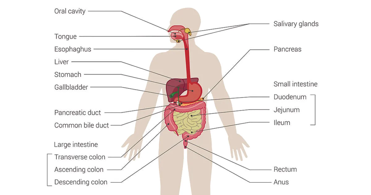 Digestive System C1200x630 1