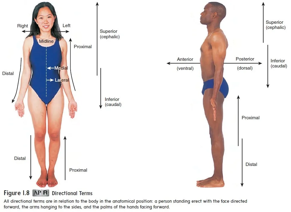 Directional Terms