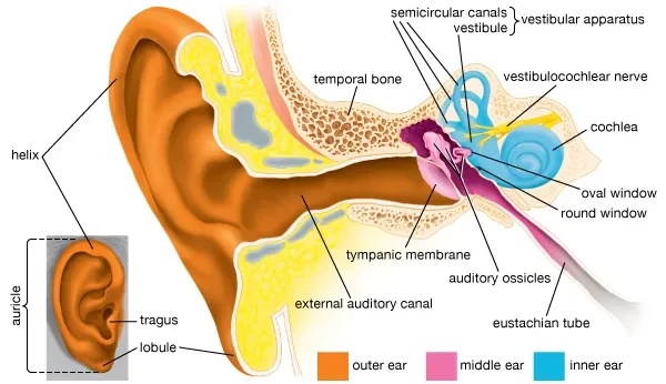 Ear Anatomy E1732603703246