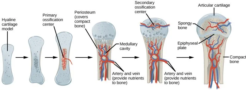 Endochondral Ossification