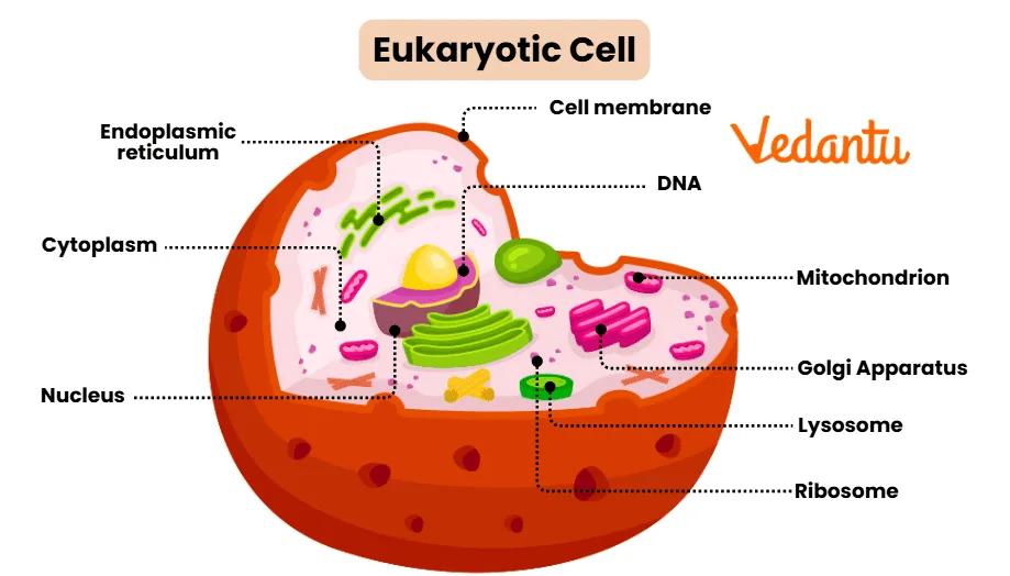 Eukaryote Cell 1