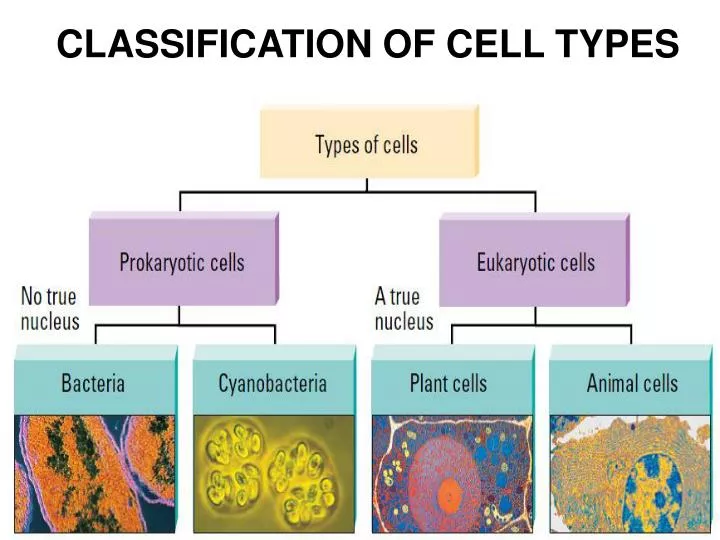 Eukaryote Vs Prokaryote