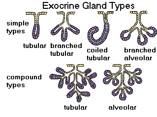 Exocrine Glands