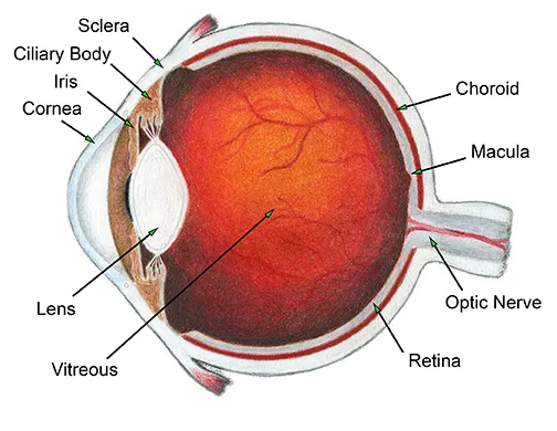 Eye Anatomy
