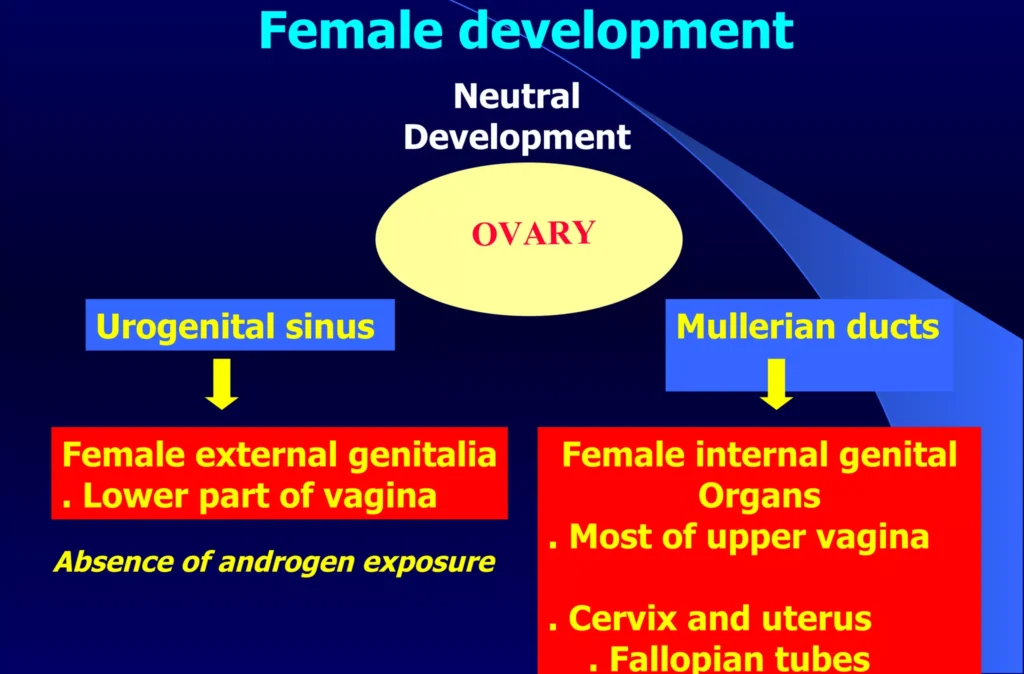 Female Normal Sexual Development E1703045777297