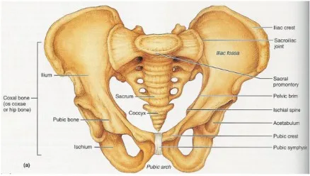 Female Pelvis Midwives Revision