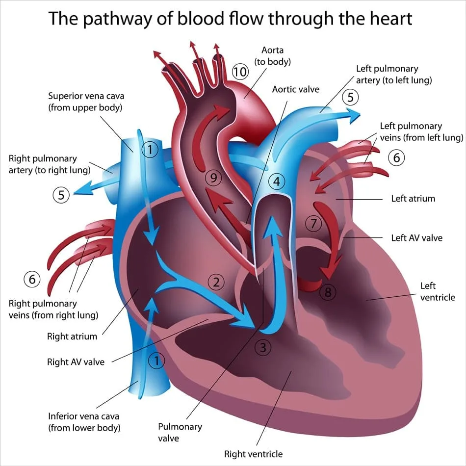 Flow Of Blood In The Heart 1
