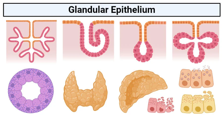 Glandular Epithelial Tissue