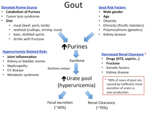 Gout Pathophysiology