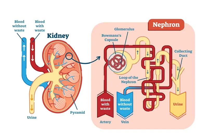 Gross Kidney