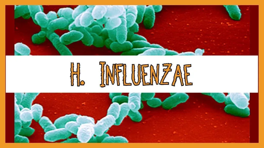 Haemophilus Influenza