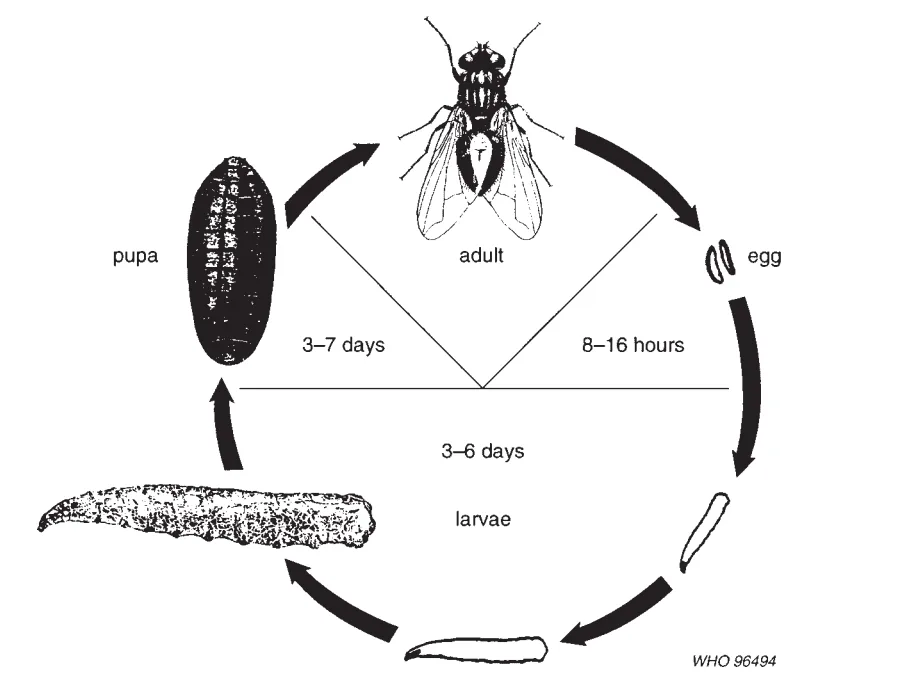 House Fly Life Cycle 1