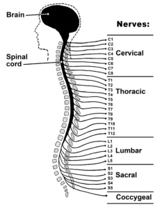 How Spine Works