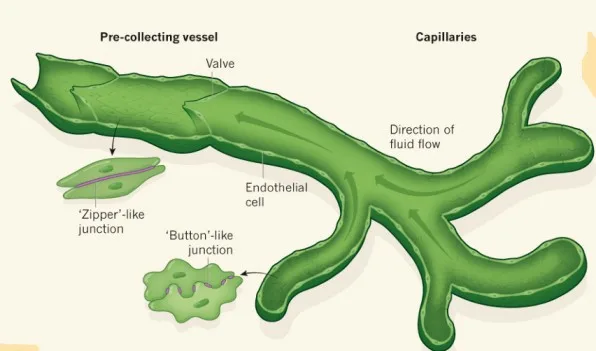 Anatomy Diagram
