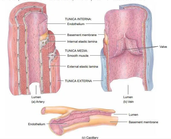 Anatomy Diagram