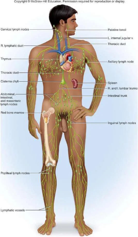 Anatomy Diagram