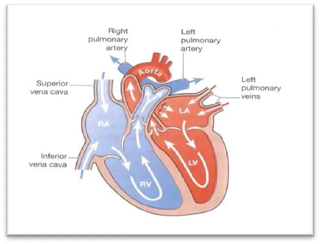 Anatomy Diagram