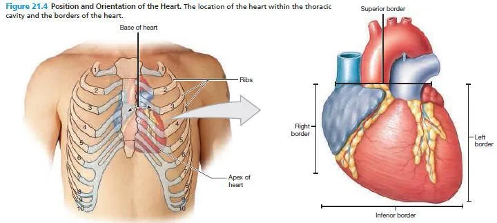 Anatomy Diagram