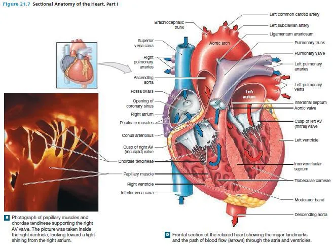 Anatomy Diagram